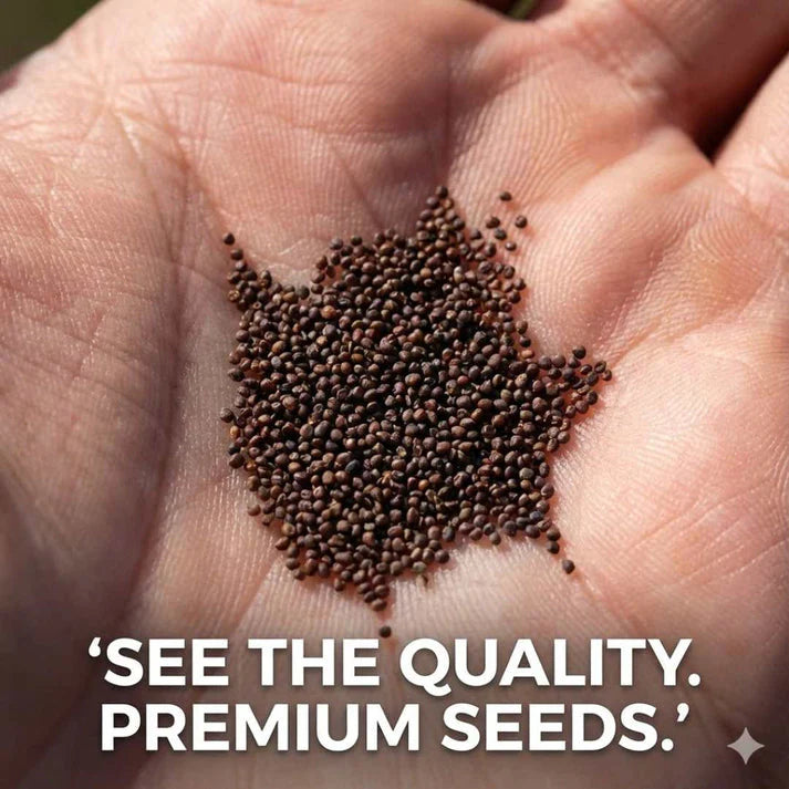 Giant Blueberry Fruit Seeds