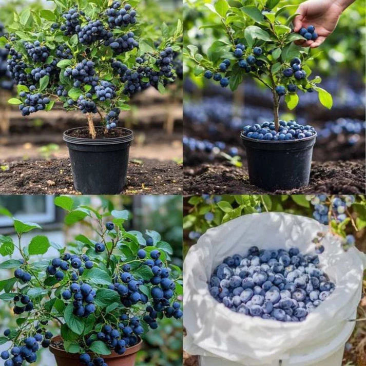 Giant Blueberry Fruit Seeds
