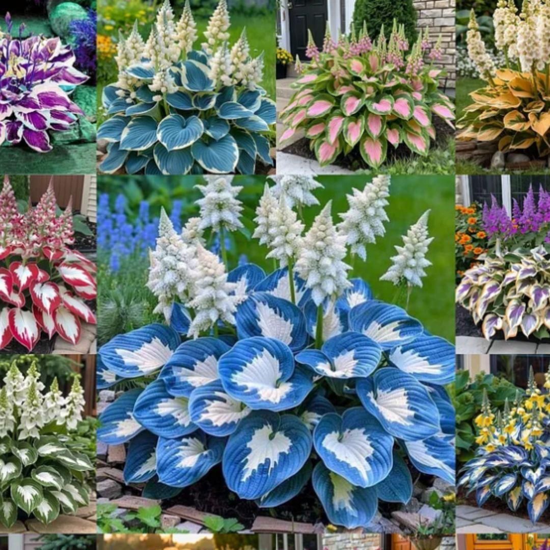 🌿 Rare Multicolor Hosta Seeds (Pack of 6 Color Seeds)