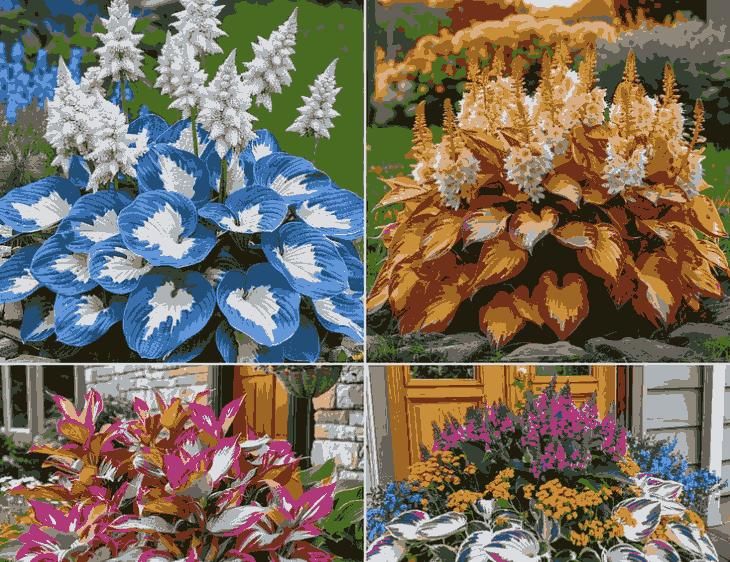 🌿 Rare Multicolor Hosta Seeds (Pack of 6 Color Seeds)